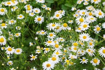 Fototapeta premium Beautiful summer field of daisies