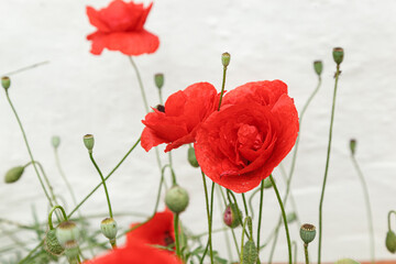 Obraz premium Beautiful flowers red poppies