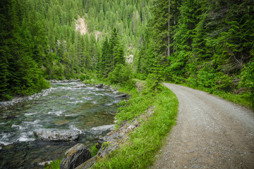 Dirt road in northern Idaho running along a creek in a green pine tree forest