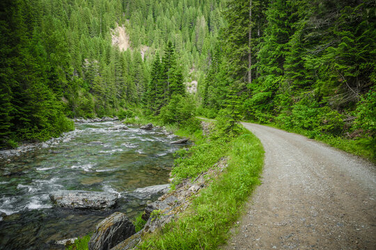 Dirt road in northern Idaho running along a creek in a green pine tree forest