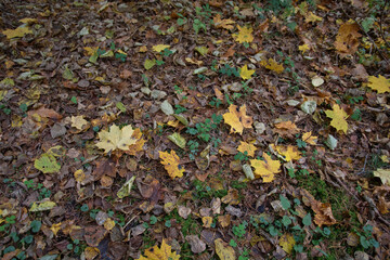 photo Autumn leaves fallen from trees lying on the grass in the forest