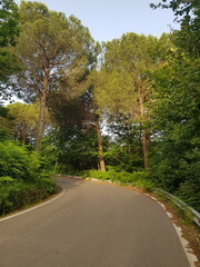 road in the forest