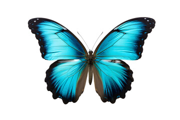 Beautiful color butterfly isolated on a transparent background