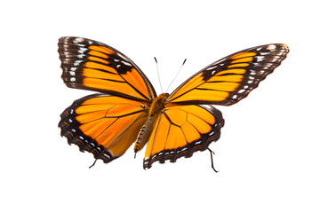 Fototapeta premium Beautiful color butterfly isolated on a transparent background