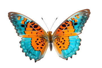 Beautiful color butterfly isolated on a transparent background