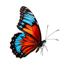 Fototapeta na wymiar Beautiful color butterfly isolated on a transparent background