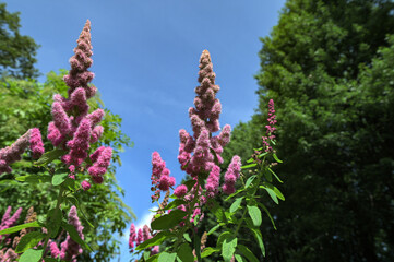 Obraz premium Shrub flower Spiraea billardii summer plant Spirea flowers.