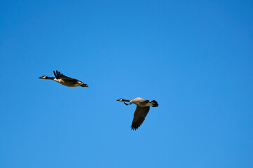 Two beautiful Canadian Geese wings up and wings down