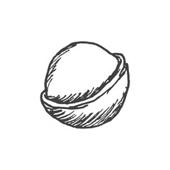 Macadamia nut illustration hand drawn. Vector illustration isolated.