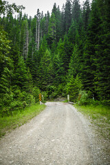 Fototapeta na wymiar Dirt road in northern Idaho in a green pine tree forest near Kellogg