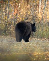 Fototapeta premium Black Bear