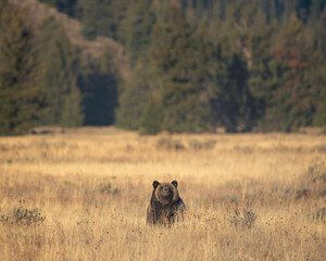 Grizzly Bear in Meadow