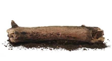 Photo sur Plexiglas Texture du bois de chauffage Rotten dry trunk and dirt isolated on white, side view, clipping path