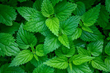 Natural herbal medicine background -  bunch of young common nettle (Urtica dioica) in close-up - obrazy, fototapety, plakaty