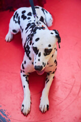 A Dalmatian dog on a leash.