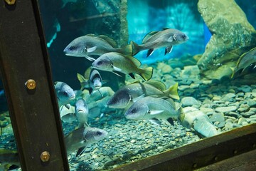 Institute for the Study of the Black Sea. Museum with representatives of marine fauna.