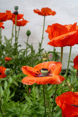 Obraz premium Tall red/orange poppies in the the tall grass