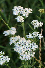 Yarrow (Achillea) blooms naturally in the grass