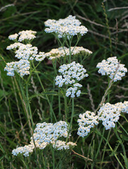 Yarrow (Achillea) blooms naturally in the grass