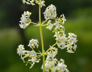 Galium grows in nature