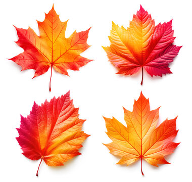 Four colourful autumn leaves isolated on white background