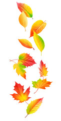 Multicolored autumn leaves falling cut out