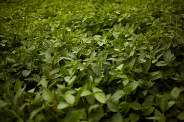 Soybeans. Ripening of soybeans. Soybean field