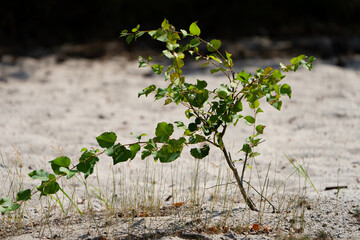 leaves on a tree on the desert