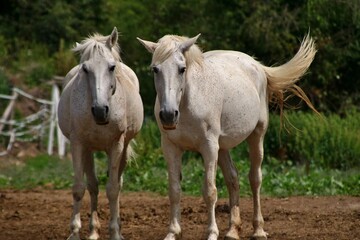 Obraz na płótnie Canvas Deux chevaux blancs.