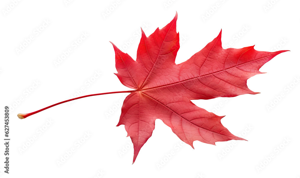 Canvas Prints autumn dark red maple tree leaf cut out
