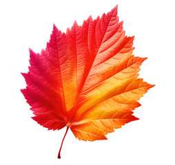 Colorful autumn leaf cut out