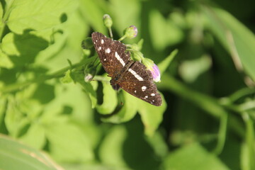 inseto borboleta
