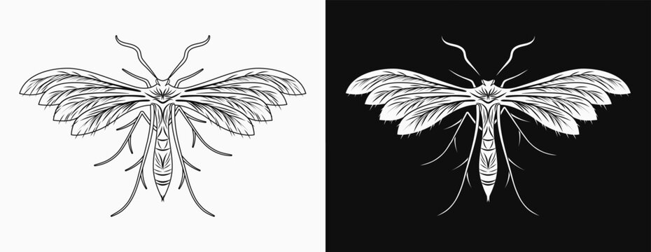 White plum moth, unusual night batterfly for mystic, esoteric design. Black and white illustration in vintage style.