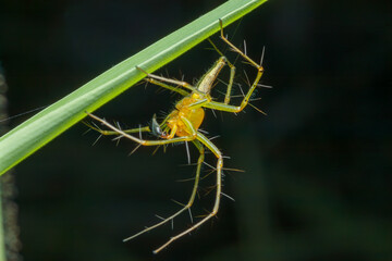 A photo of a monkey Lynx Spider on leaf . The spider is also called monkey lynx spider.