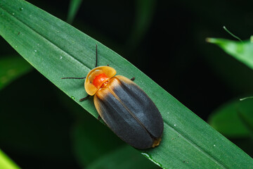 Firefly Beetle (Lampyrinae) on Leaf Against Black Background