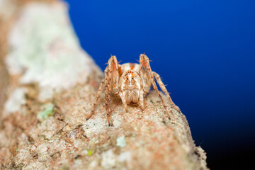 A photo of a monkey Lynx Spider on leaf . The spider is also called monkey lynx spider. The spider is guarding her egg sac.