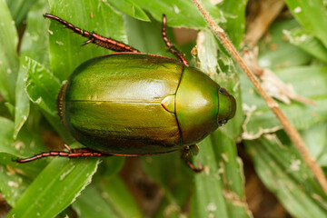 Top-Down View of Green Chafer Beetle (Anomala sp.)