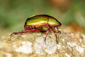 Side View of Green Chafer Beetle (Anomala sp.)