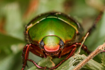 Green Chafer Beetle (Anomala sp.) Looking Directly Into the Camera