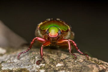 Green Chafer Beetle (Anomala sp.) Facing Camera on Black Background