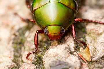 Top-Down View of Green Chafer Beetle (Anomala sp.)