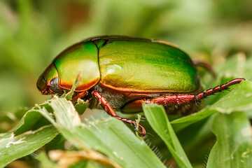 Side View of Green Chafer Beetle (Anomala sp.)