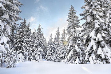 Winter landscape in fir tree forest covered snow and sun shines through snow covered spruce. Carpathian mountains - Powered by Adobe