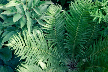 Greenery of garden foliage. Fern and other green leafy plants nearby