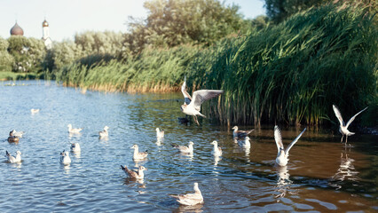 The city pond is full of white seagulls flying and swimming