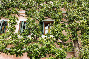 The wall of the house with windows and shutters, entwined with a pear tree with ripening fruits, vertical landscaping
