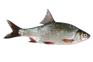 Rutilus heckelii live fish isolated on transparent background. Live fish object for design.	