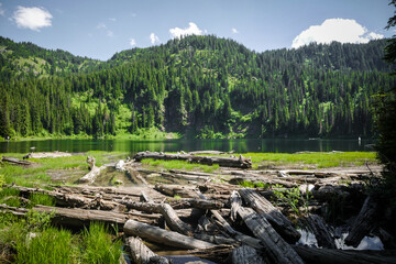 Wide view of logs and tree downfall at edge of alpine lake in pine tree forest in northern Idaho near Kellogg