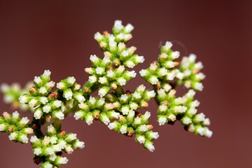 Flowers of the crassula Crassula rogersii