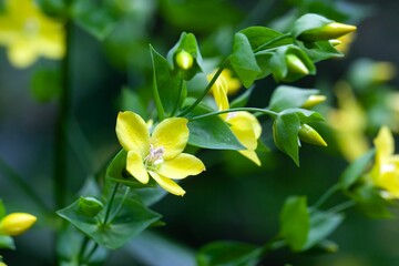 Flowers of Ixanthus viscosus